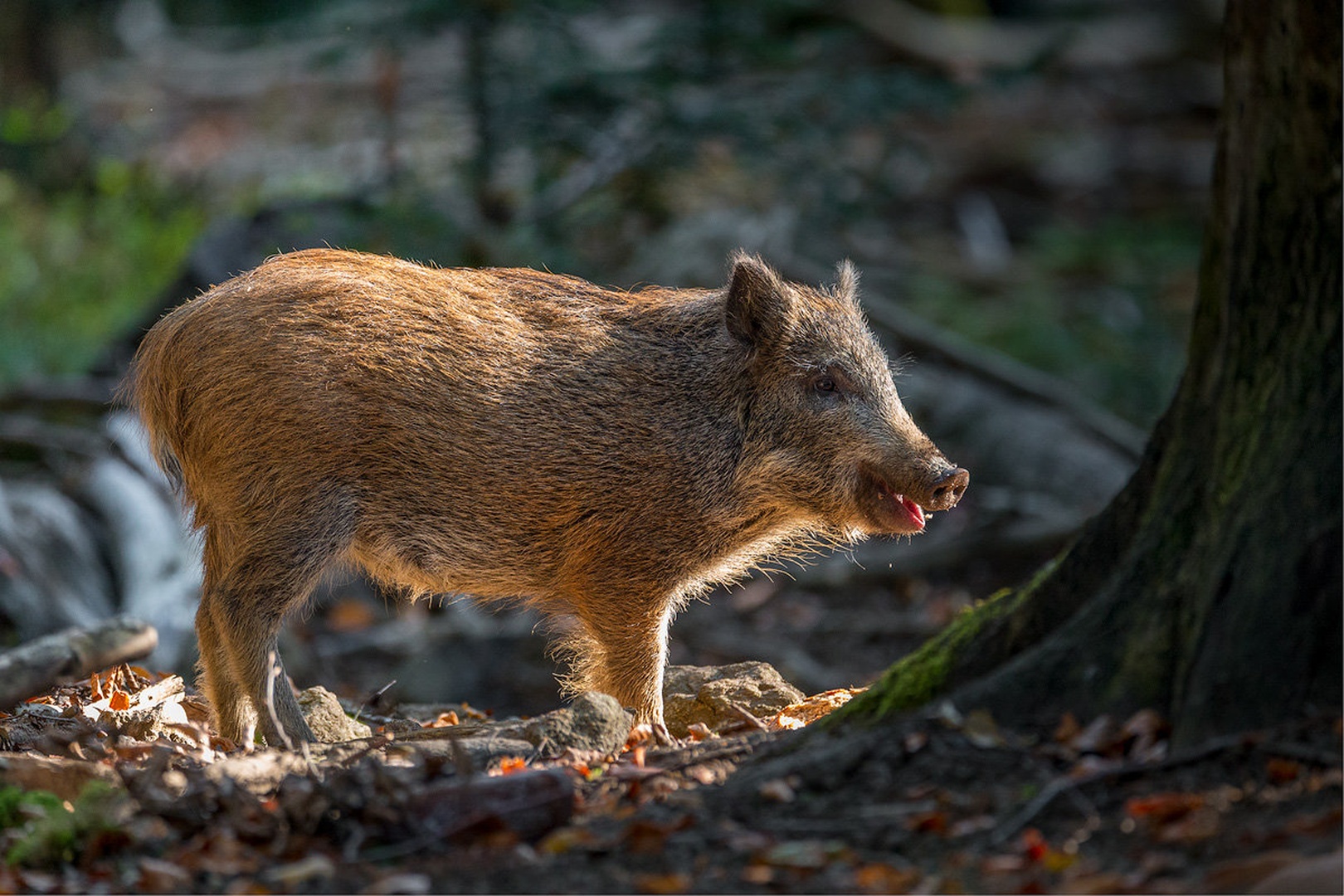 Mladič divje svinje (Sus scrofa) by Danijel Turnšek