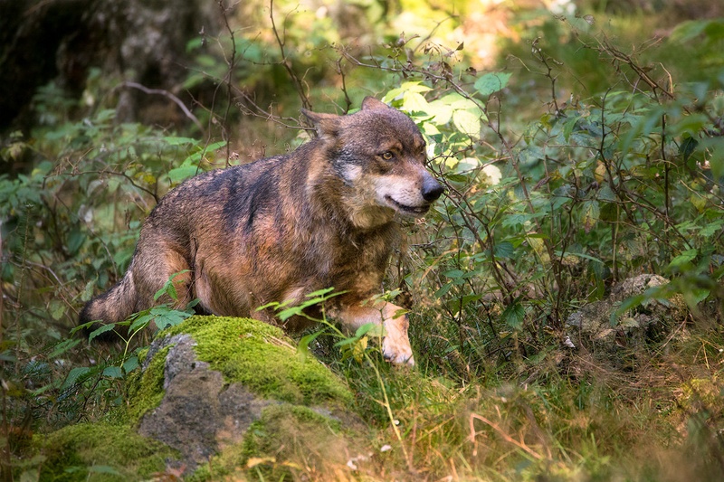 Sivi volk (Canis lupus) by Danijel Turnšek