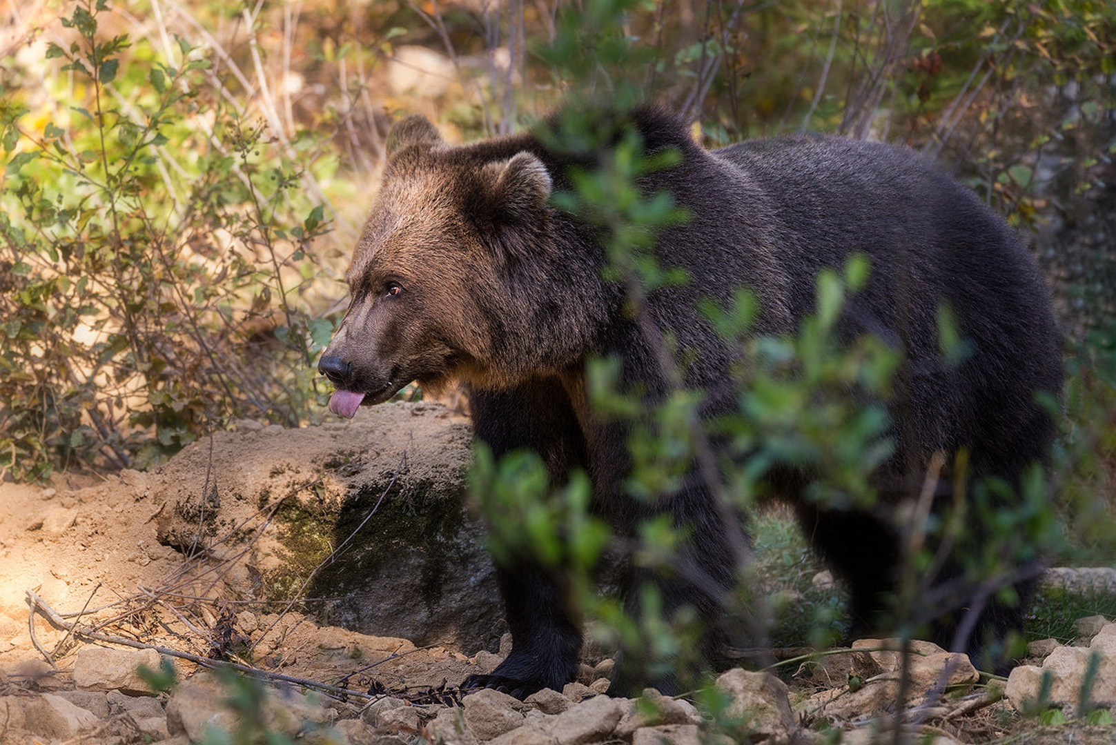 Rjavi medved (Ursus arctos) by Danijel Turnšek