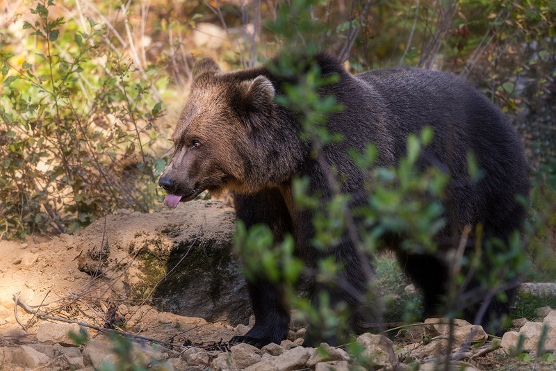 Rjavi medved (Ursus arctos) by Danijel Turnšek