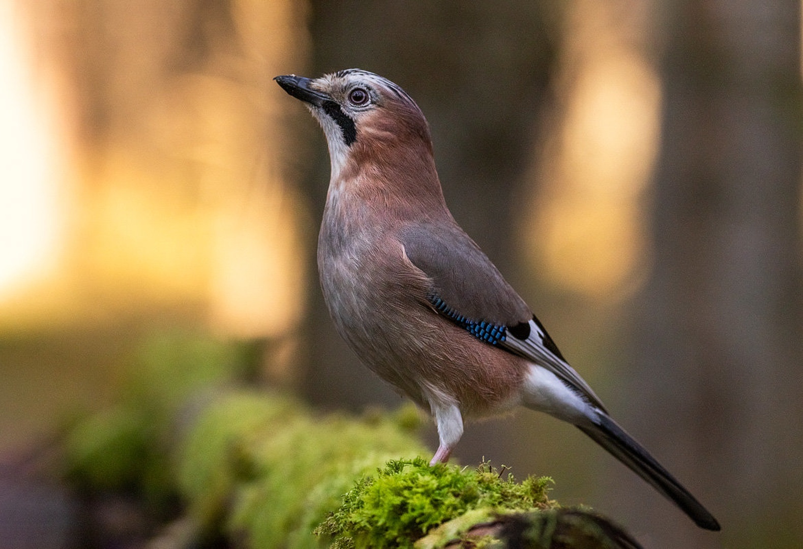 Šoja (Garrulus glandarius) by Danijel Turnšek