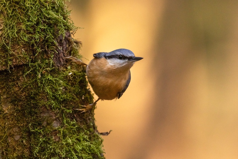 Brglez (Sitta europaea) by Danijel Turnšek