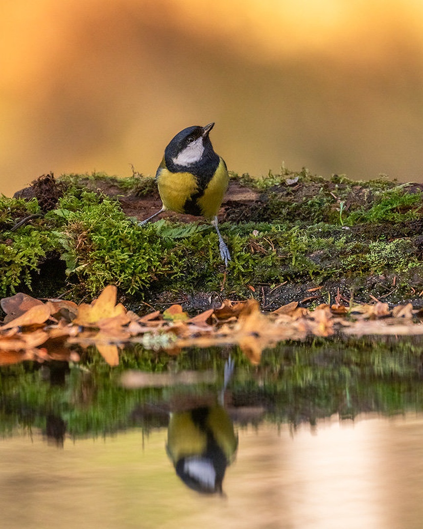 Velika sinica (Parus major) by Danijel Turnšek