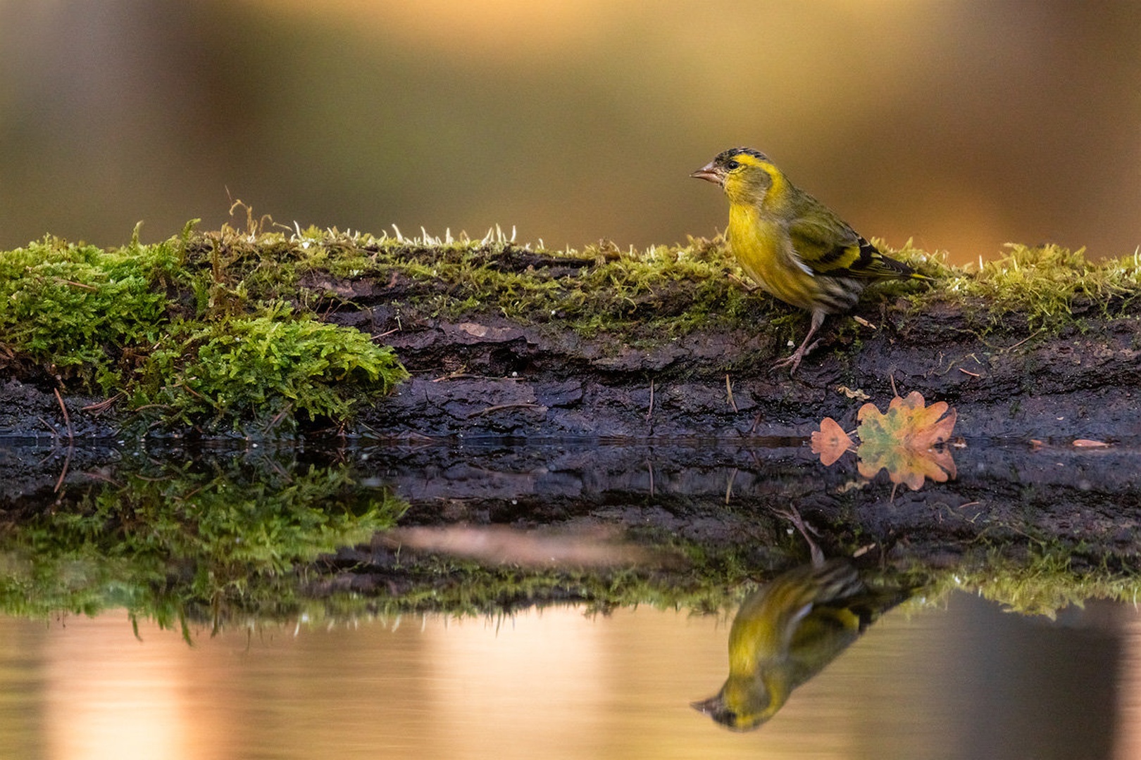 Čižek (Carduelis spinus) by Danijel Turnšek