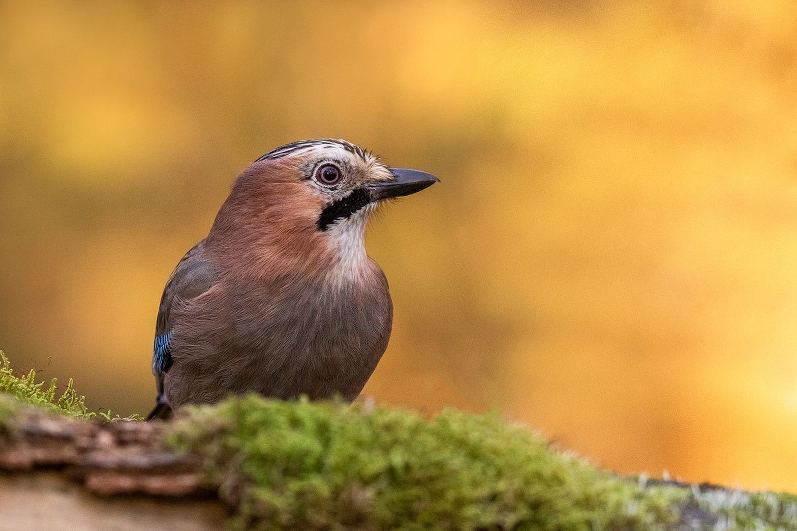 Šoja (Garrulus glandarius) by Danijel Turnšek