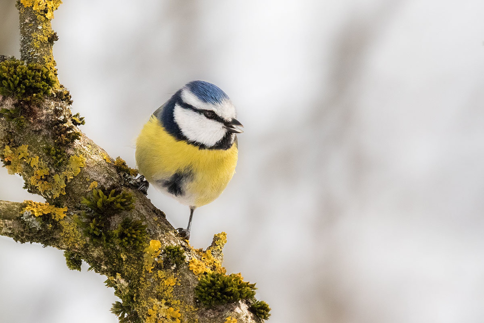 Plavček (Cyanistes caeruleus) by Danijel Turnšek