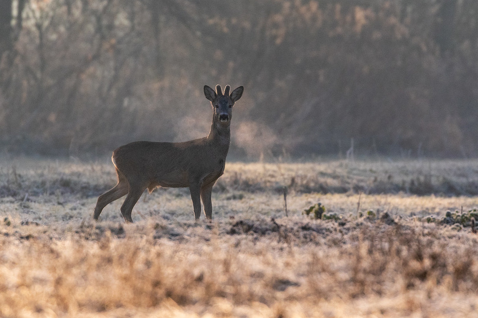 Srnjak (Capreolus capreolus) by Danijel Turnšek
