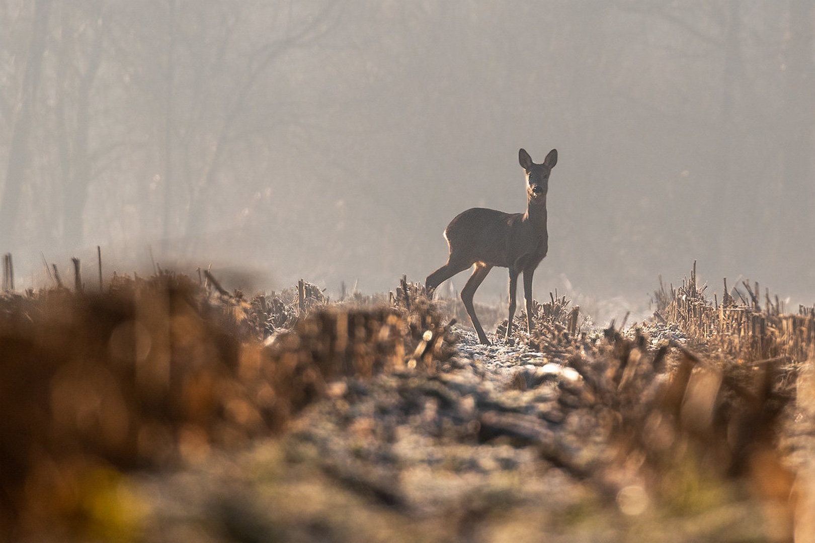 Srna (Capreolus capreolus) by Danijel Turnšek