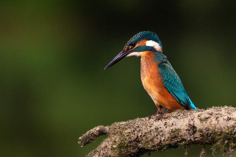 Vodomec (Alcedo atthis) by Danijel Turnšek