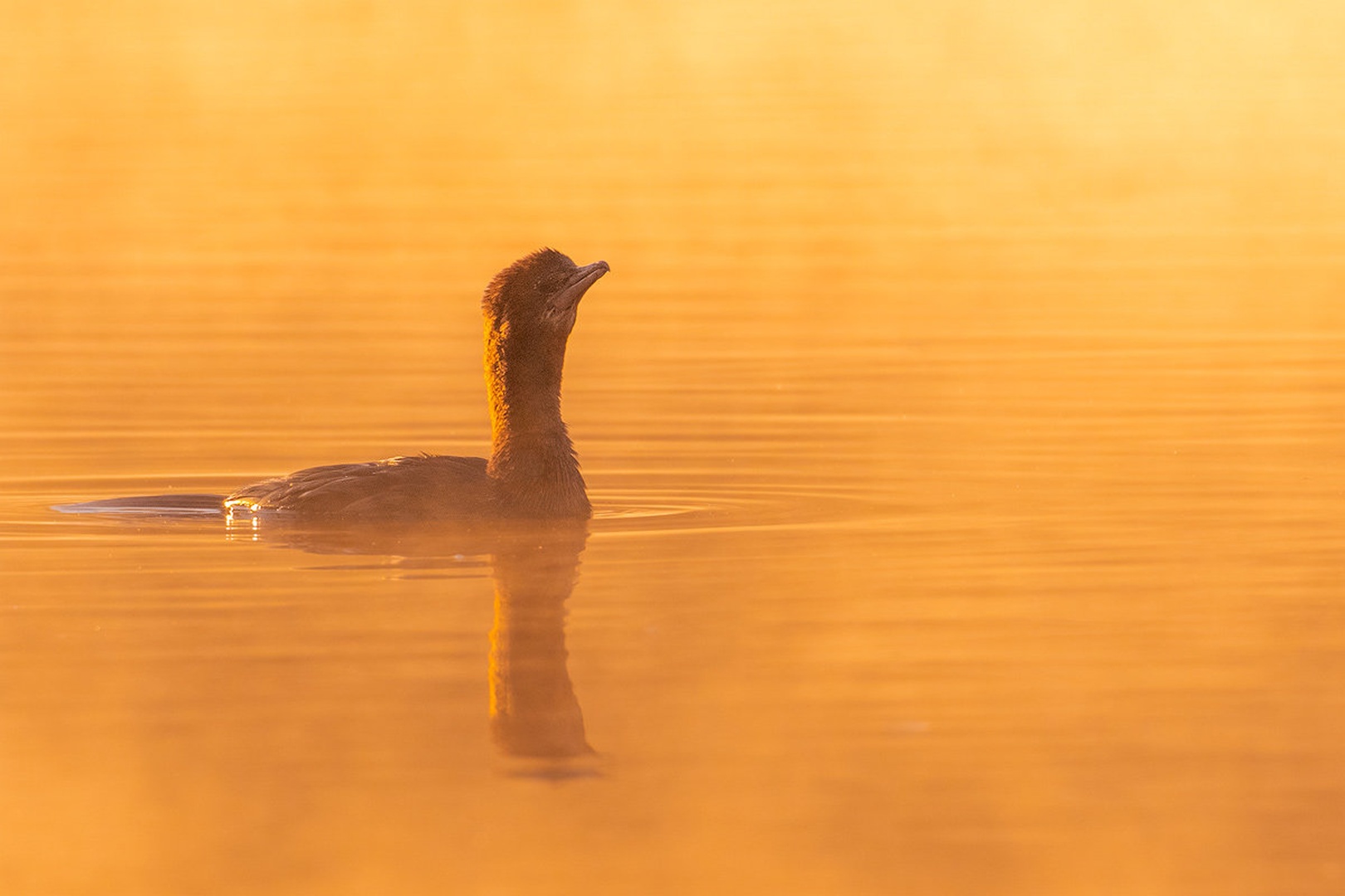 Pritlikavi kormoran (Microcarbo pygmaeus) by Danijel Turnšek