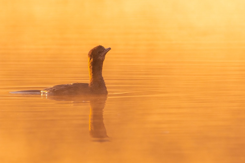 Pritlikavi kormoran (Microcarbo pygmaeus) by Danijel Turnšek