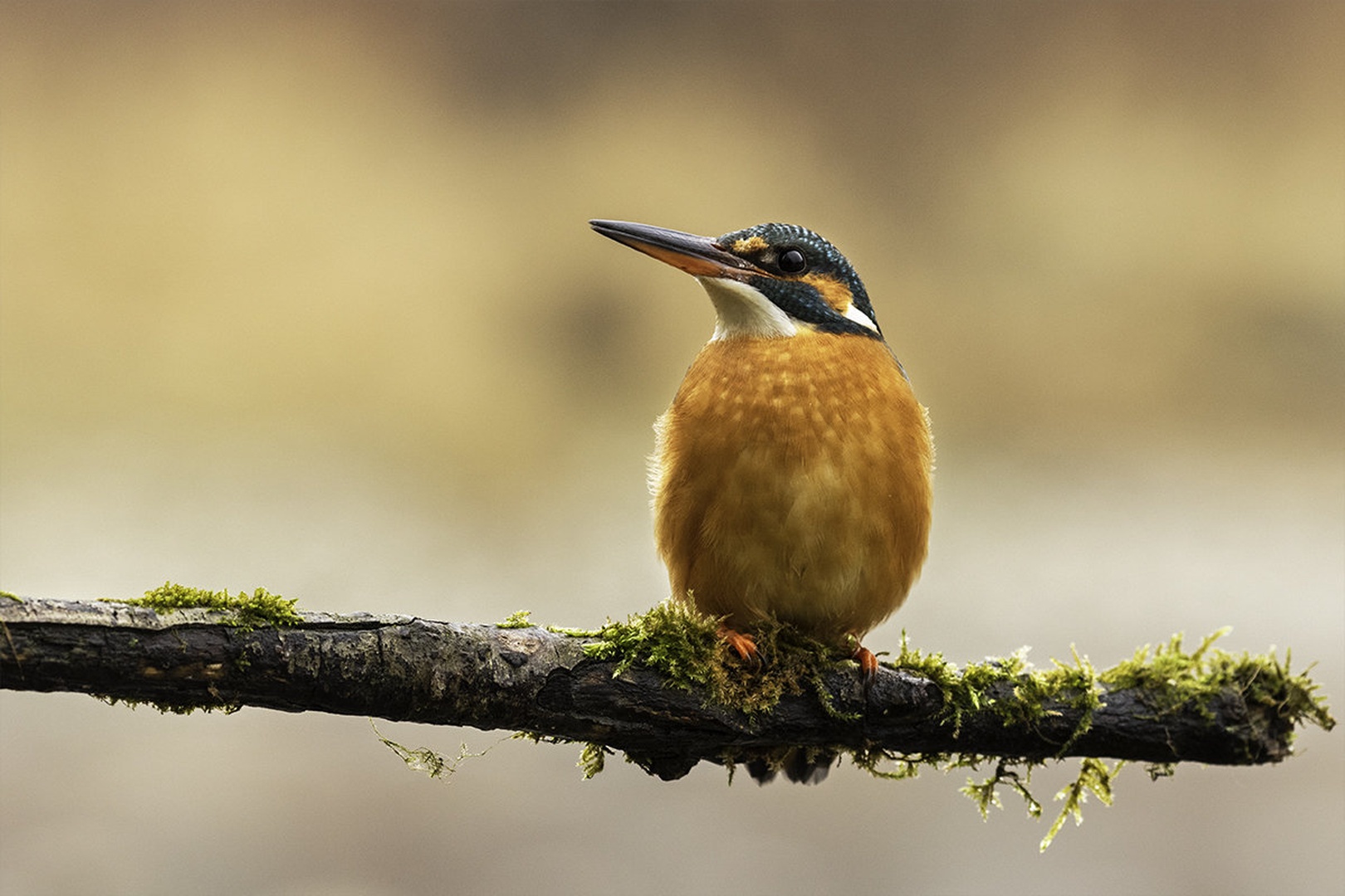 Vodomka (Alcedo atthis) by Danijel Turnšek