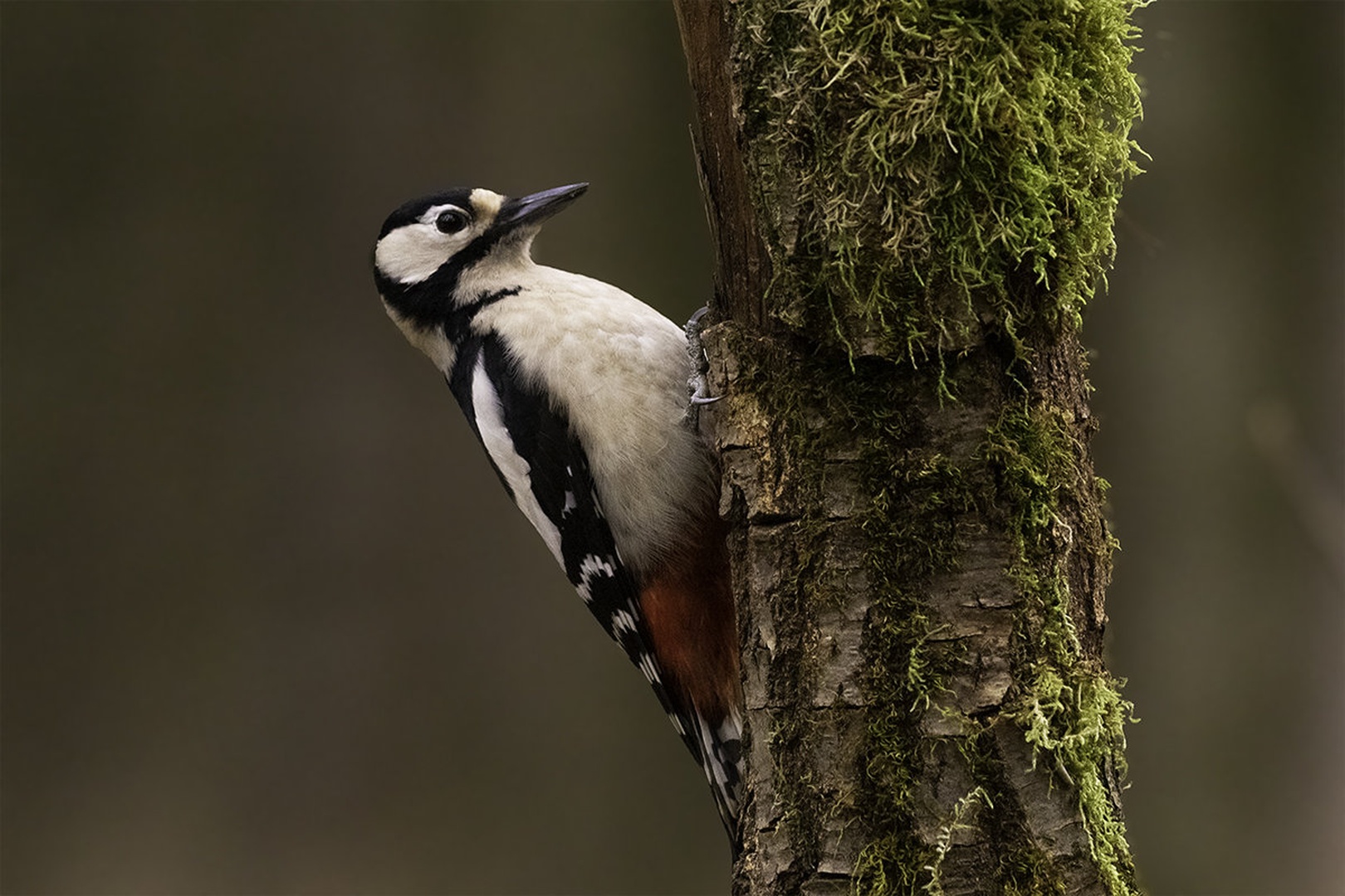 Veliki detel (Dendrocopos major) by Danijel Turnšek