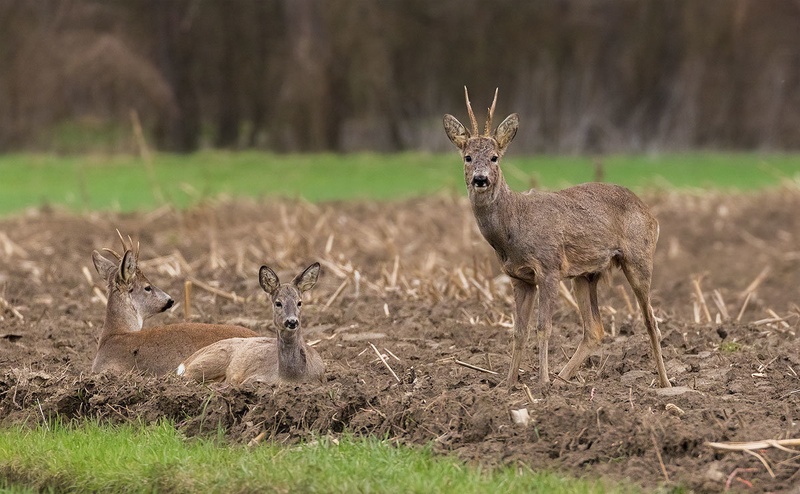 Skupinska (Capreolus capreolus) by Danijel Turnšek