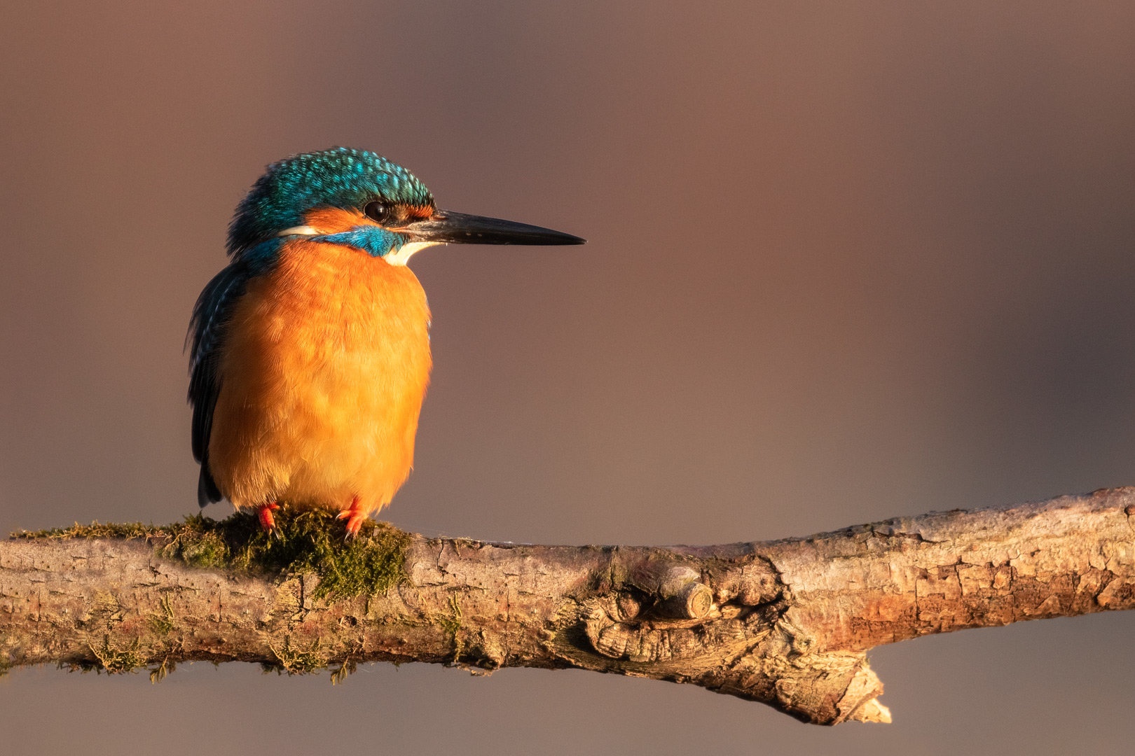 Vodomec (Alcedo atthis) by Danijel Turnšek