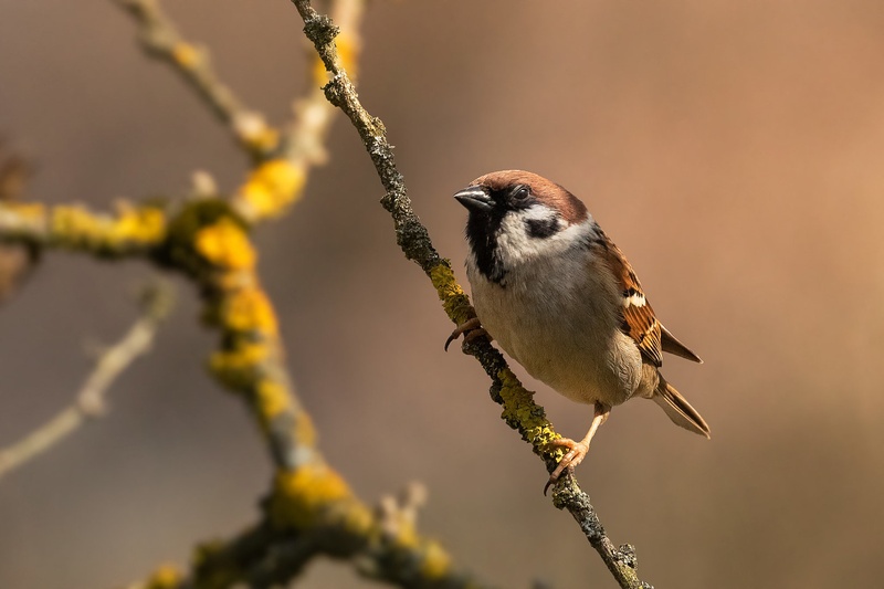 Poljski vrabec (Passer montanus by Danijel Turnšek
