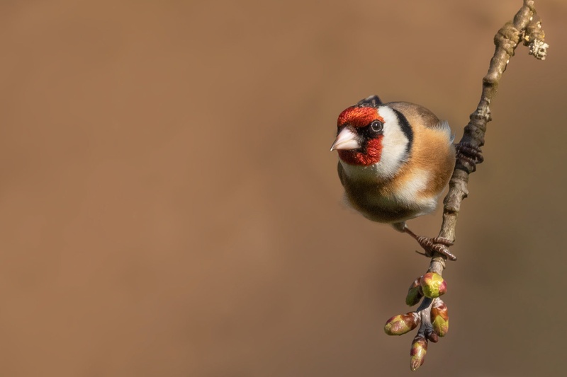 Lišček (Carduelis carduelis) by Danijel Turnšek