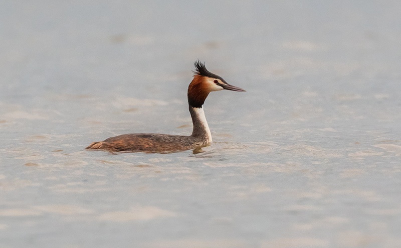 Čopasti ponirek (Podiceps cristatus) by Danijel Turnšek