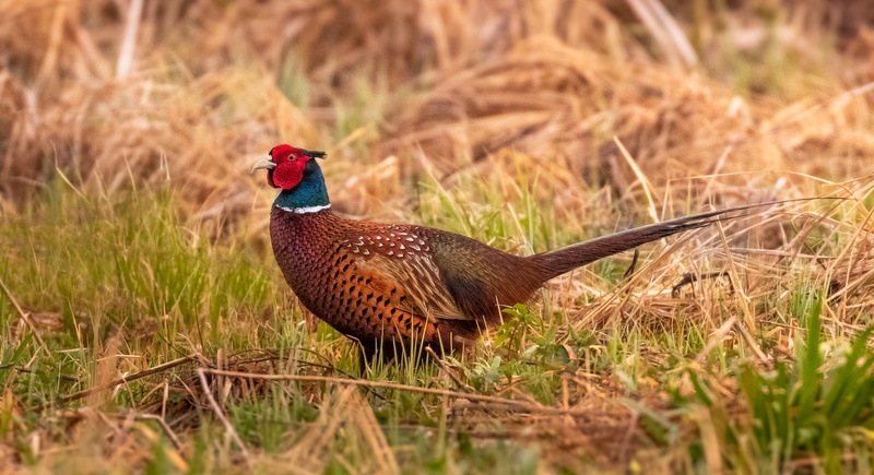 Fazan (Phasianus colchicus) by Danijel Turnšek