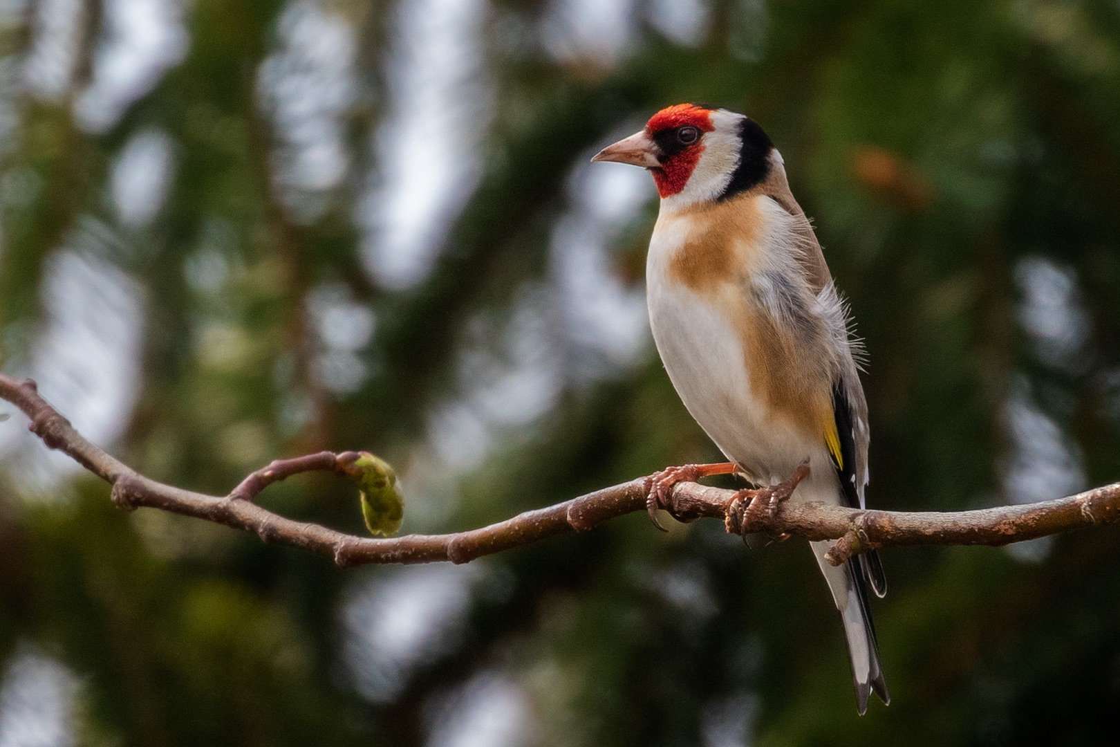Lišček (Carduelis carduelis) by Danijel Turnšek