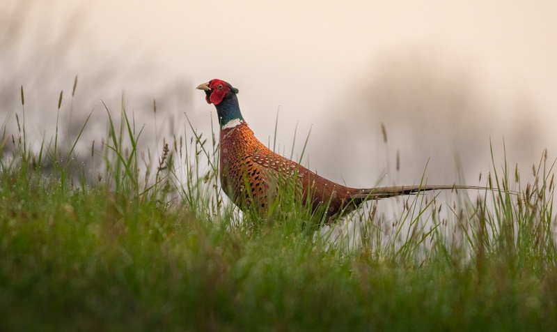 Fazan (Phasianus colchicus) by Danijel Turnšek