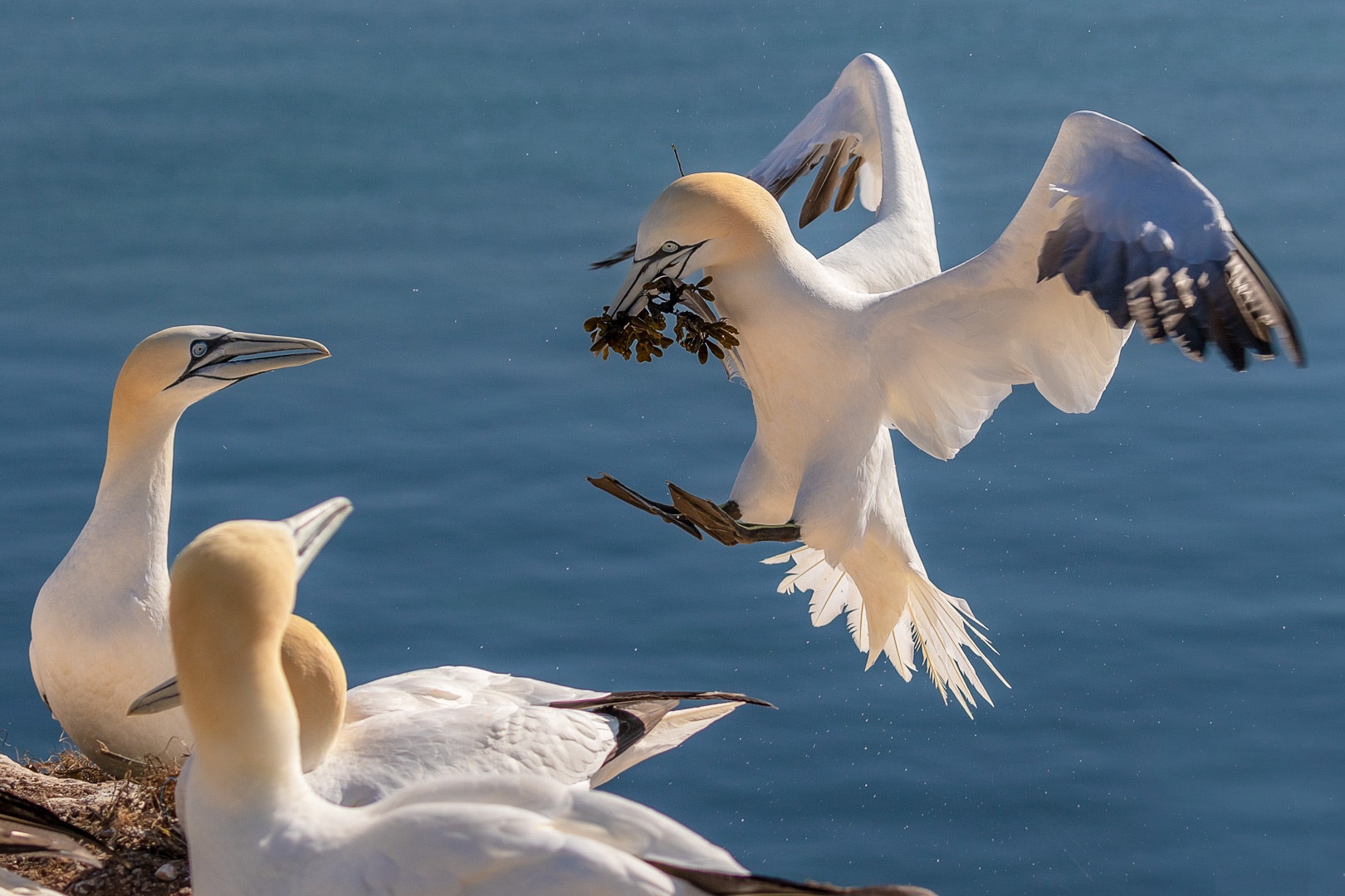 Strmoglavec (Morus bassanus) by Danijel Turnšek