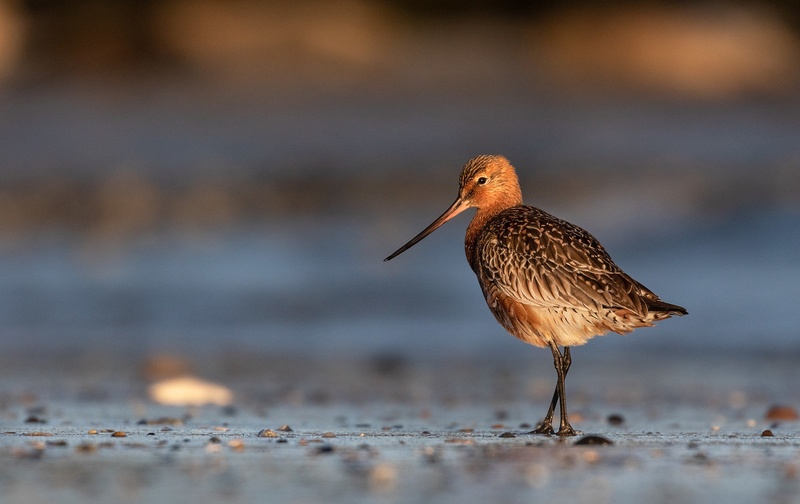 Progastorepi kljunač (Limosa lapponica) by Danijel Turnšek