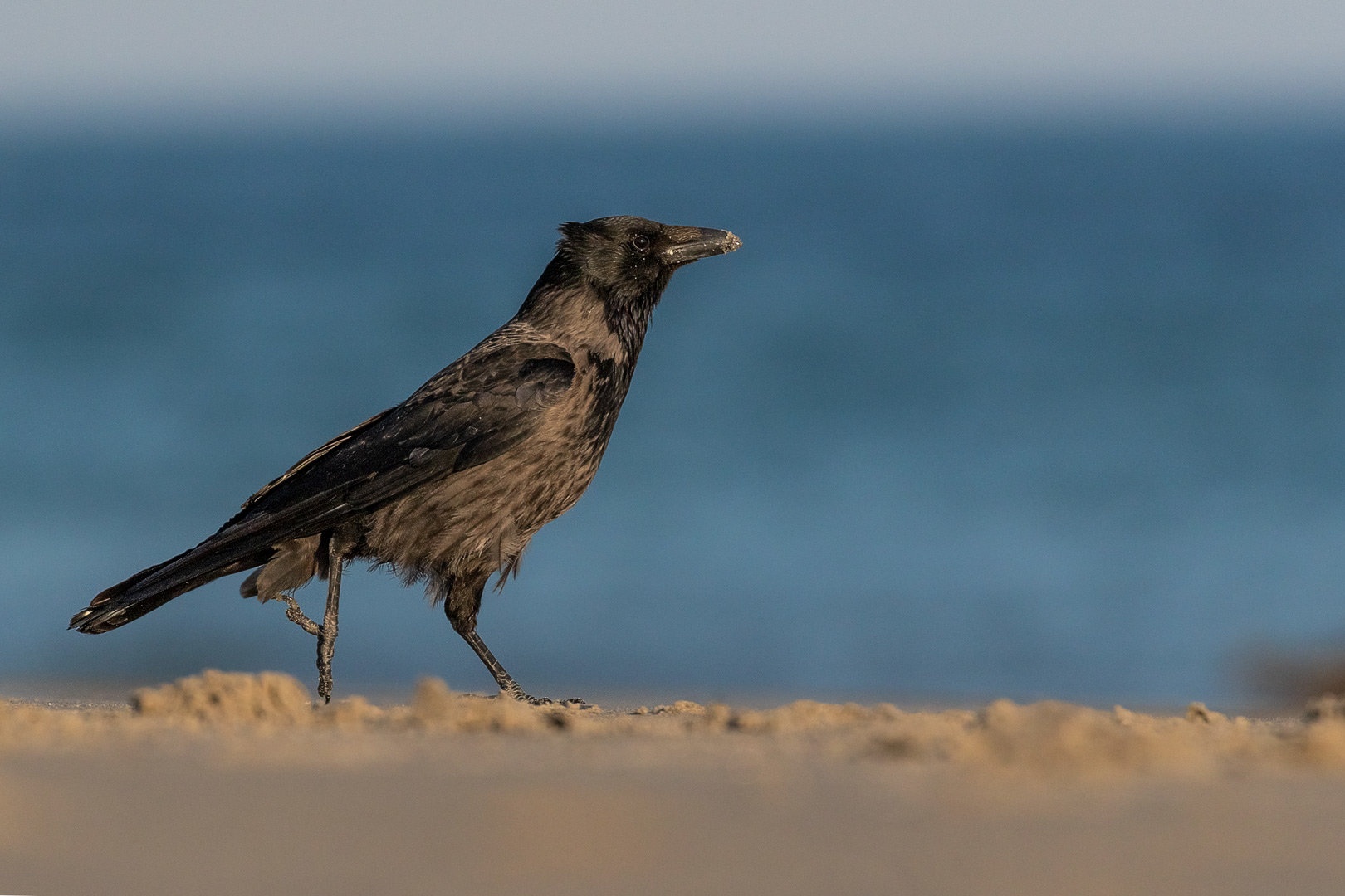Siva vrana (Corvus cornix) by Danijel Turnšek