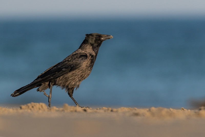 Siva vrana (Corvus cornix) by Danijel Turnšek