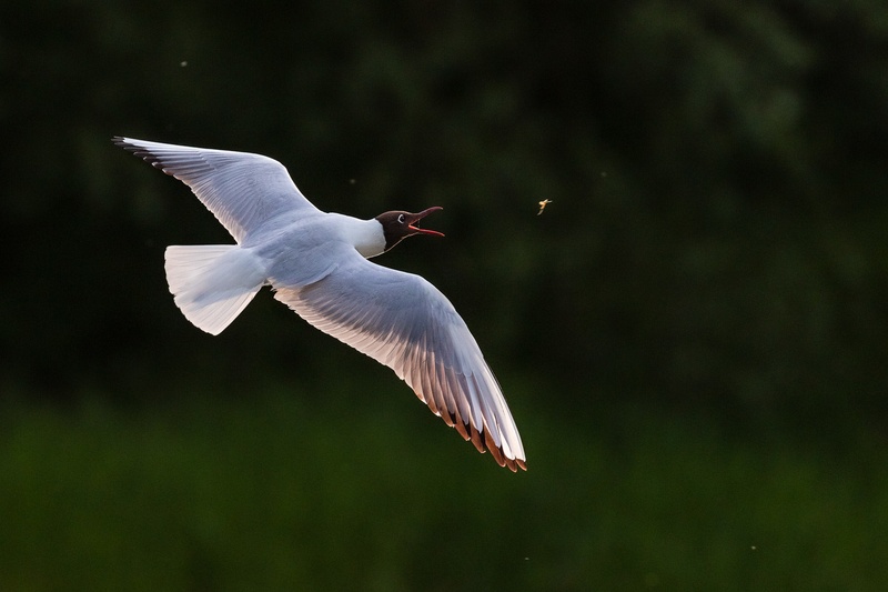 Rečni galeb (Larus ridibundus) by Danijel Turnšek