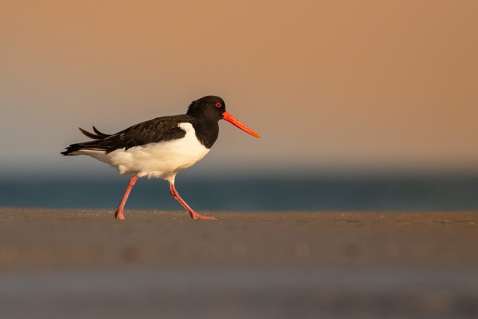 Školjkarica (Haematopus ostralegus) by Danijel Turnšek