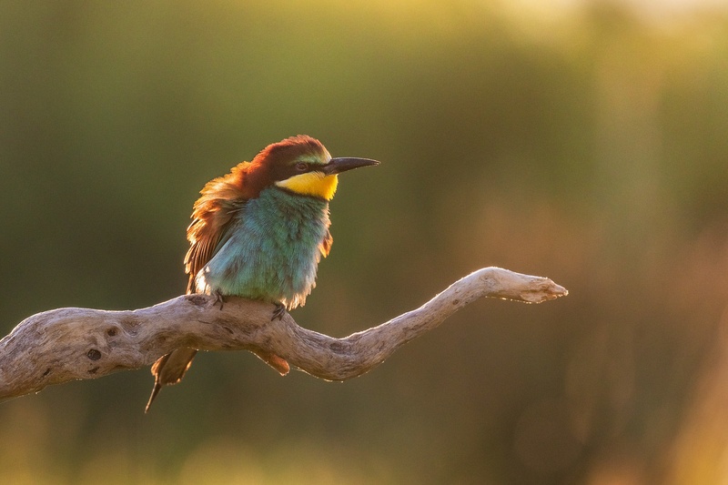 Čebelar (Merops apiaster) by Danijel Turnšek