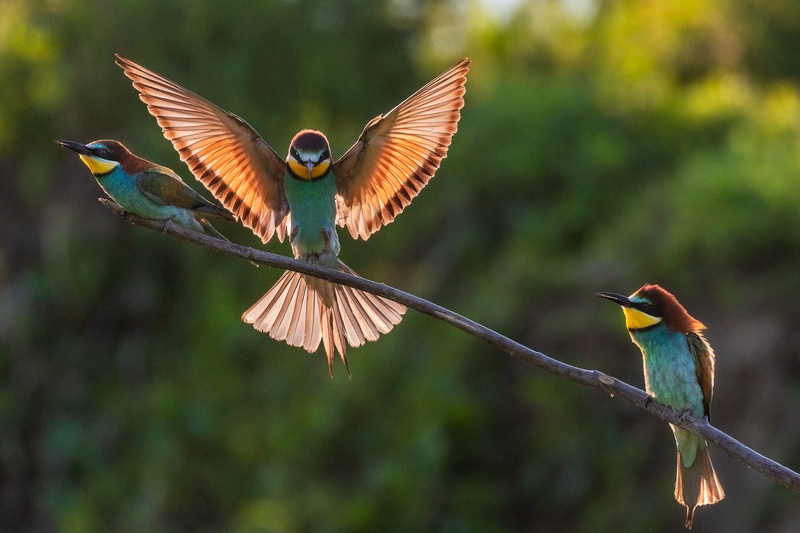 Čebelar (Merops apiaster) by Danijel Turnšek