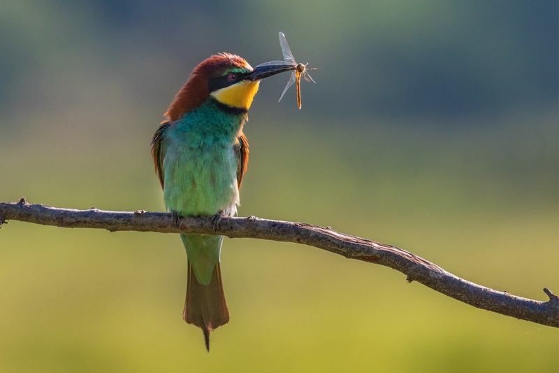 Čebelar (Merops apiaster) by Danijel Turnšek