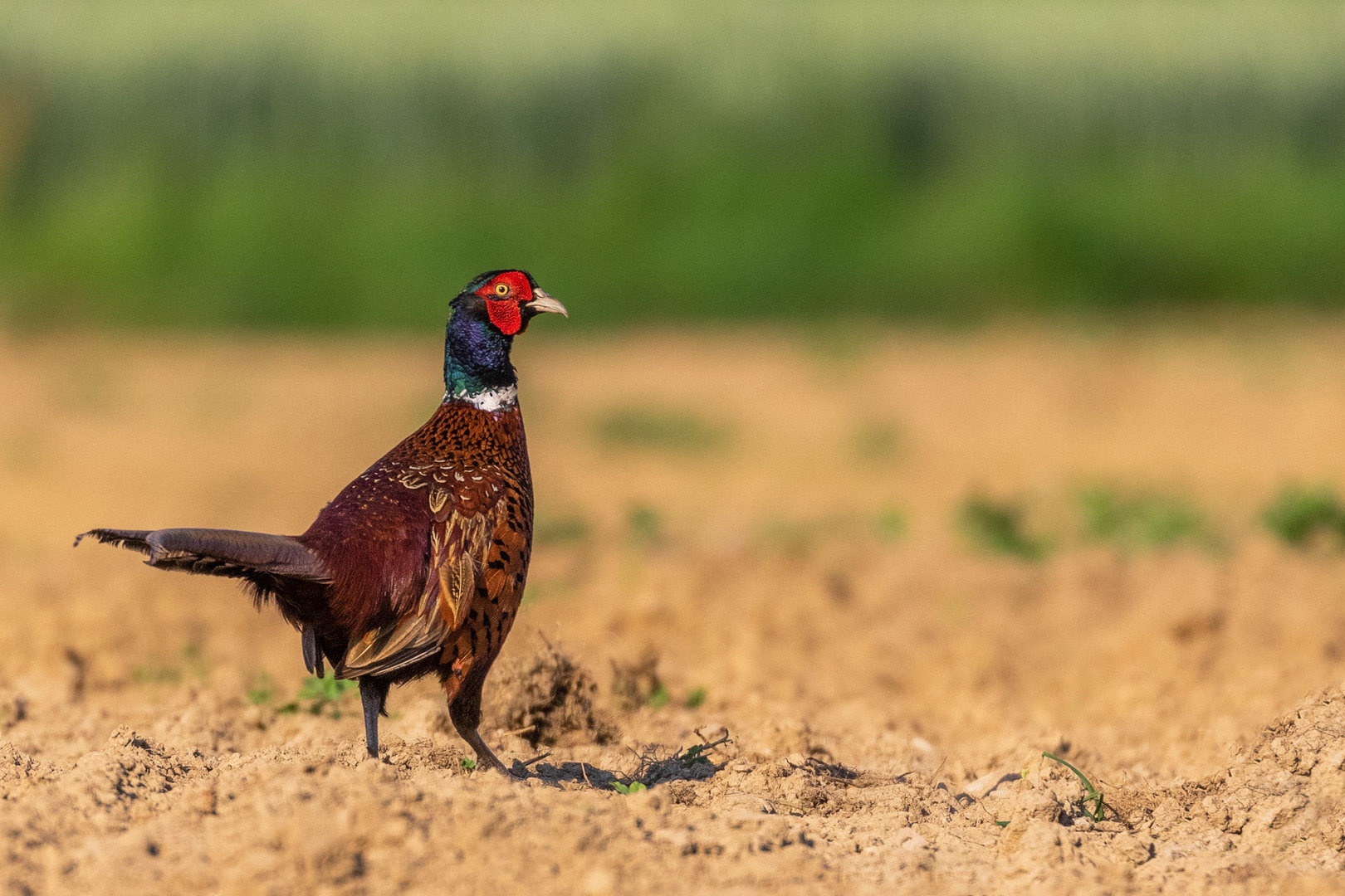 Fazan (Phasianus colchicus) by Danijel Turnšek