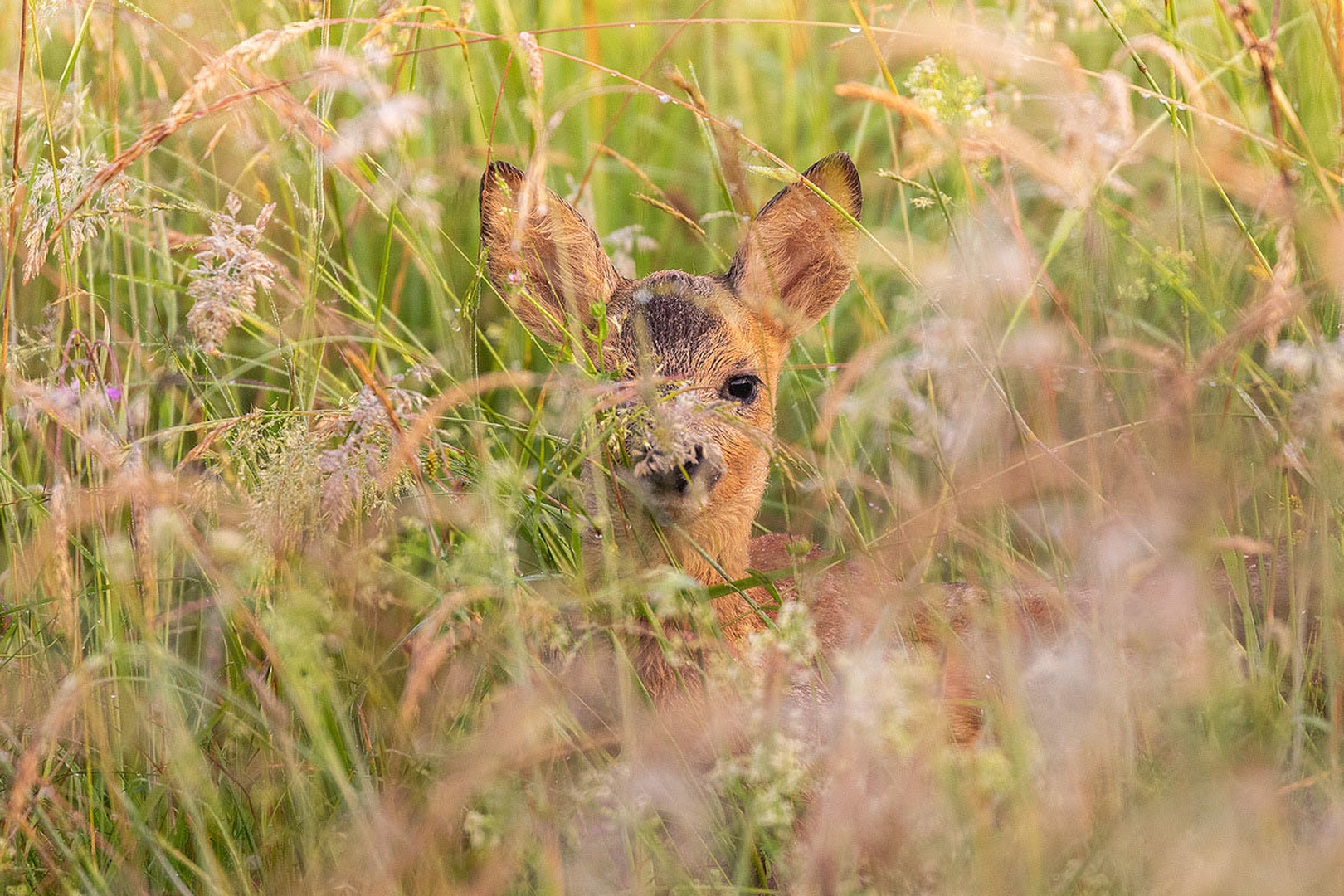 Srnin mladič (Capreolus capreolus) by Danijel Turnšek