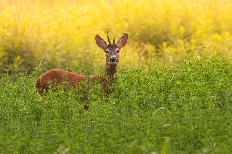 Srnjak (Capreolus capreolus) by Danijel Turnšek