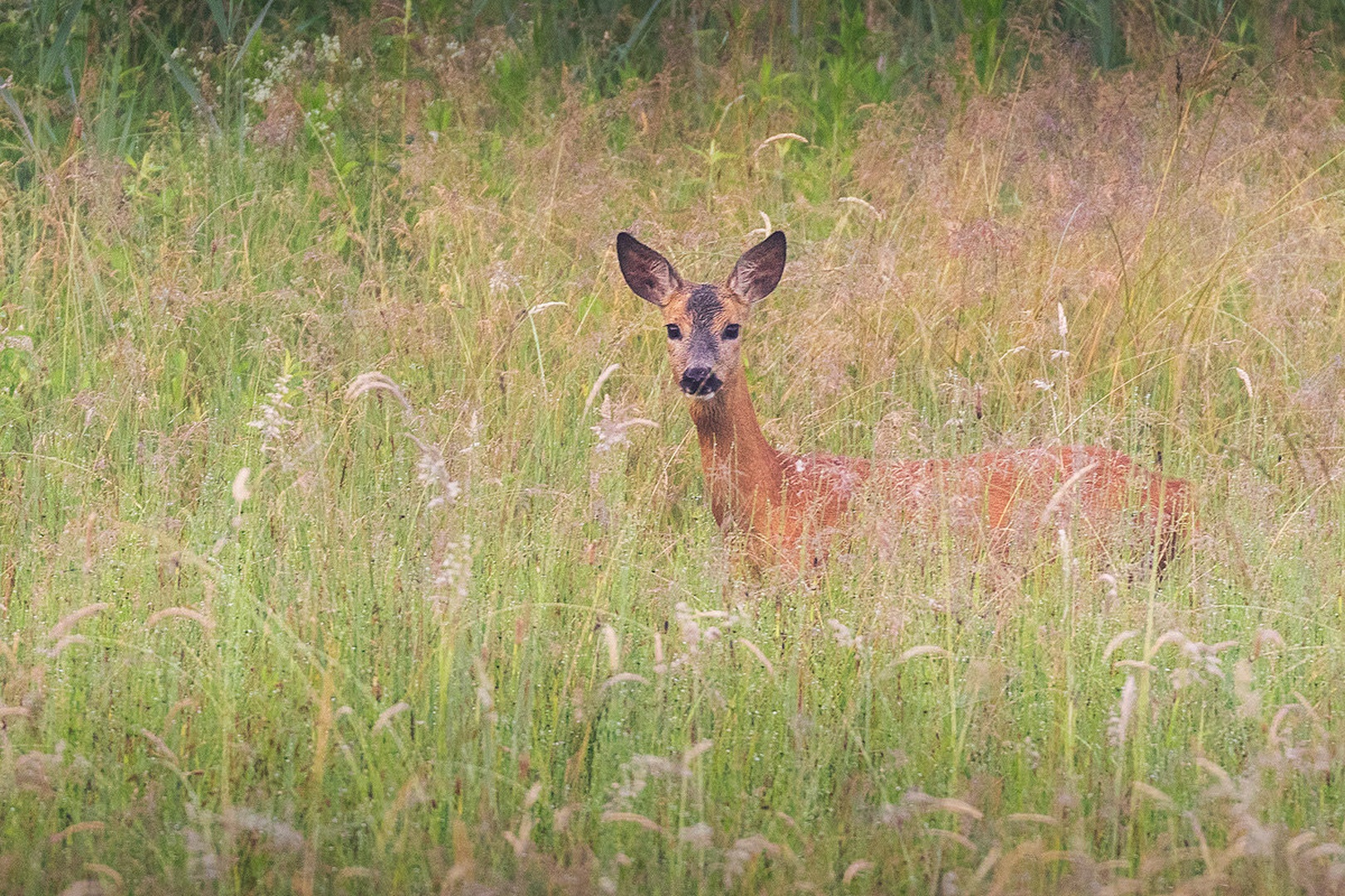Srna (Capreolus capreolus) by Danijel Turnšek