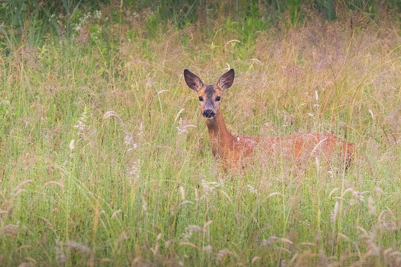 Srna (Capreolus capreolus) by Danijel Turnšek