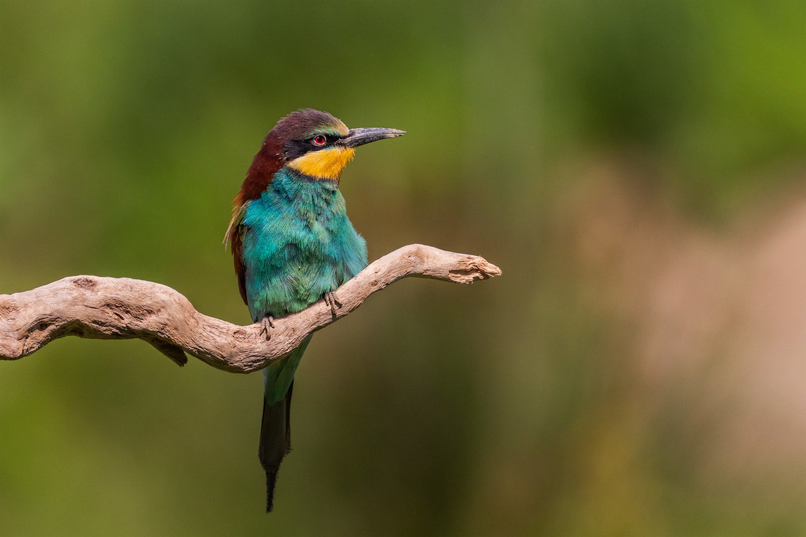 Čebelar (Merops apiaster) by Danijel Turnšek