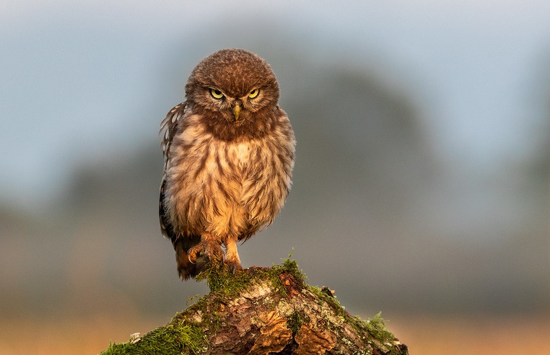 Čuk (Athene noctua) by Danijel Turnšek