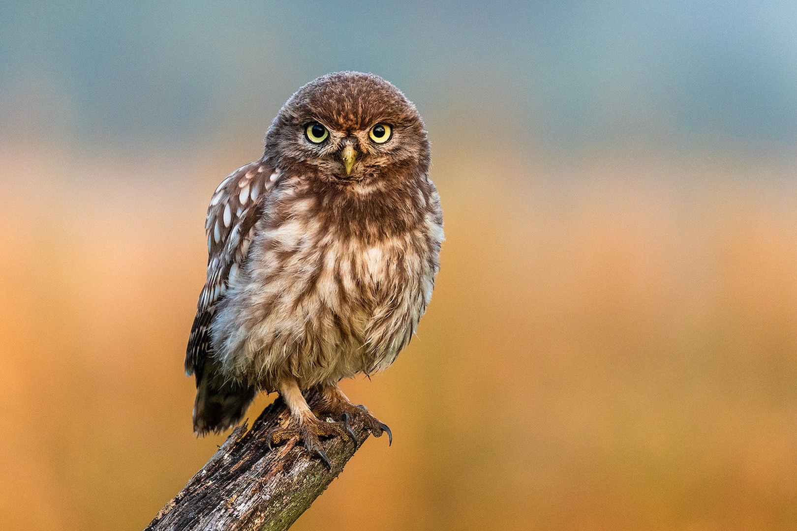 Čuk (Athene noctua) by Danijel Turnšek
