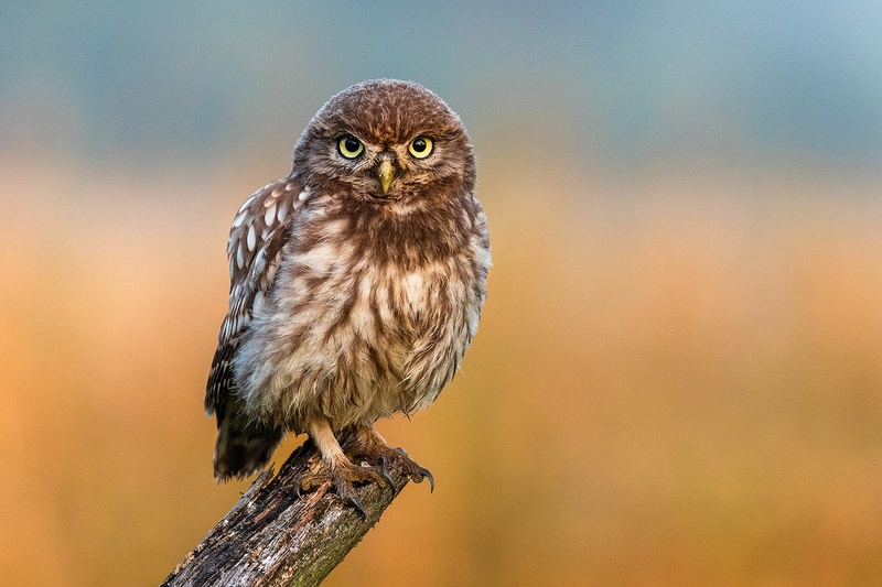 Čuk (Athene noctua) by Danijel Turnšek