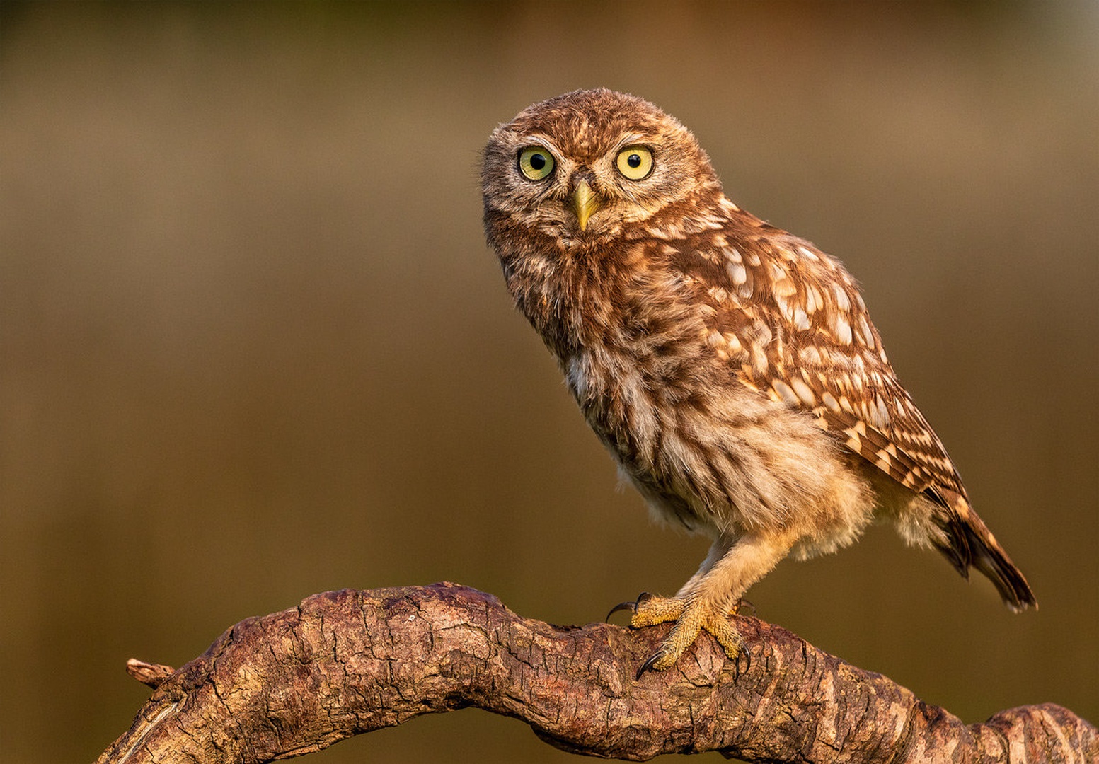 Mladi Čuk (Athene noctua) by Danijel Turnšek