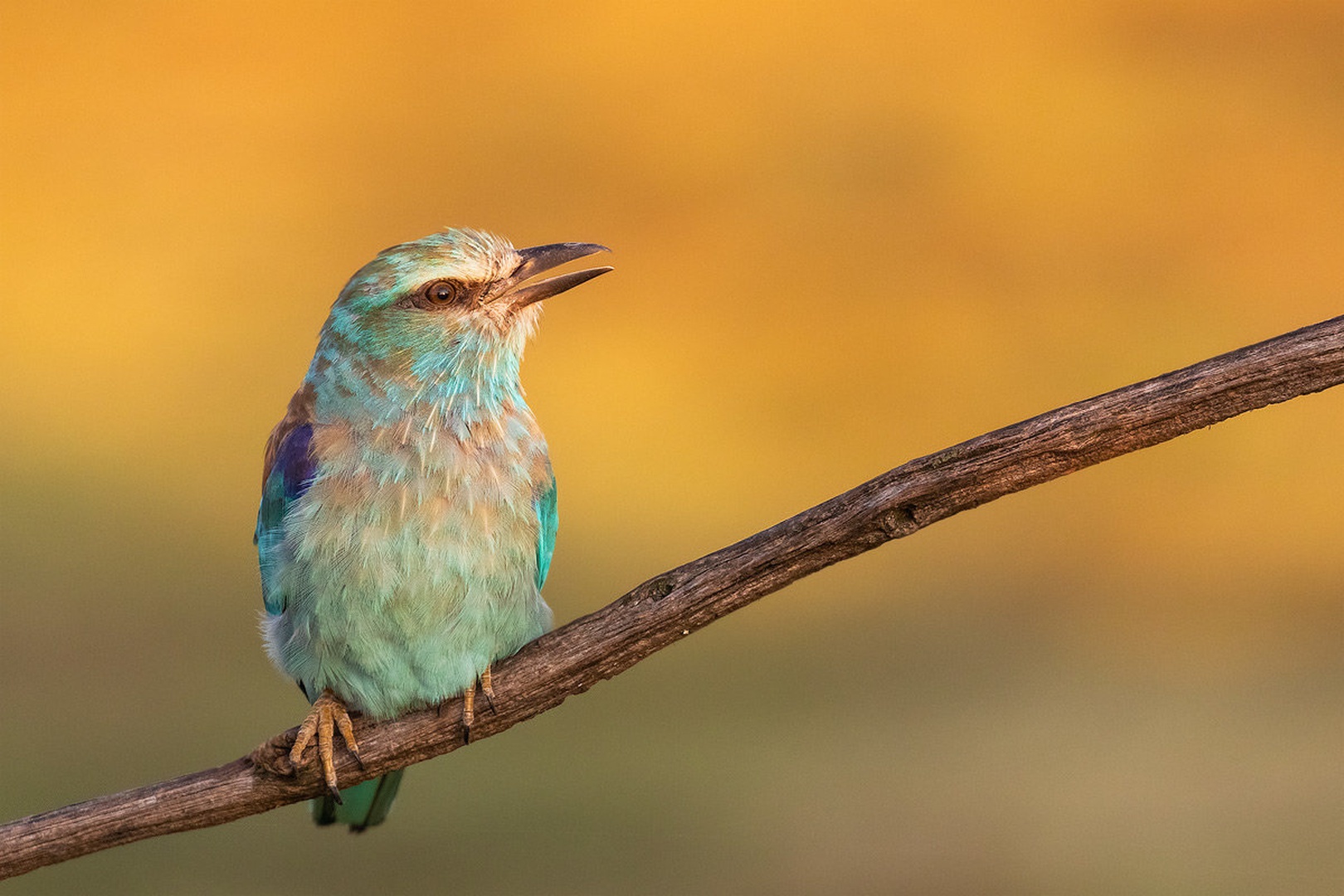 Zlatovranka (Coracias garrulus) by Danijel Turnšek