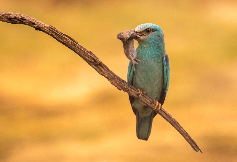 Zlatovranka (Coracias garrulus) by Danijel Turnšek