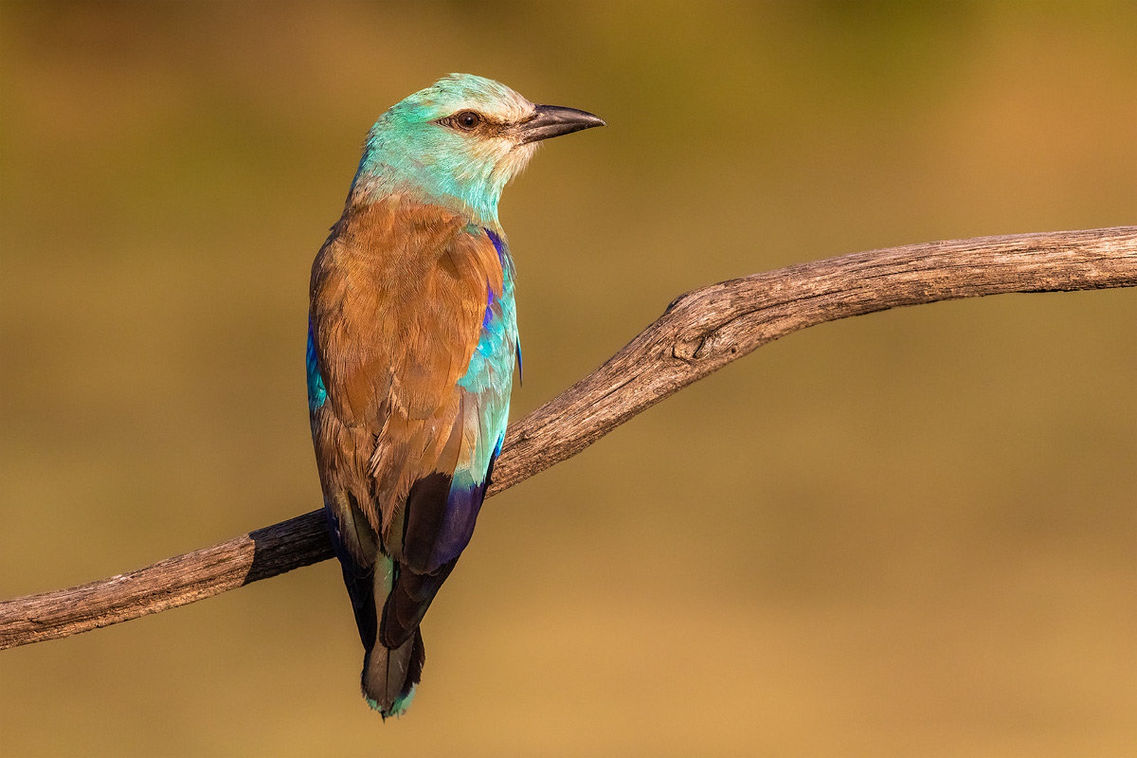 Zlatovranka (Coracias garrulus) by Danijel Turnšek
