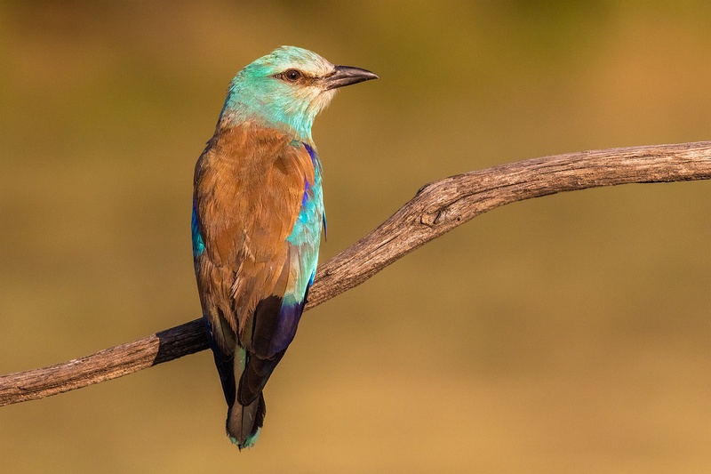 Zlatovranka (Coracias garrulus) by Danijel Turnšek