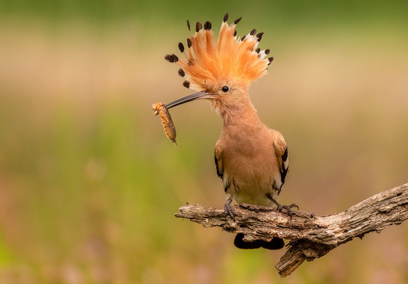 Smrdokavra (Upupa epops) by Danijel Turnšek