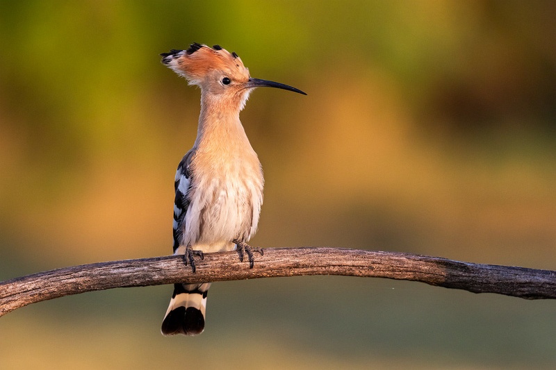 Smrdokavra (Upupa epops) by Danijel Turnšek